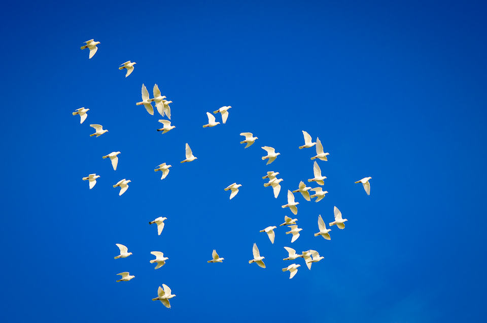 White-Dove-Release-Doves-Flying-Romeros-White-Doves-Los-Angeles