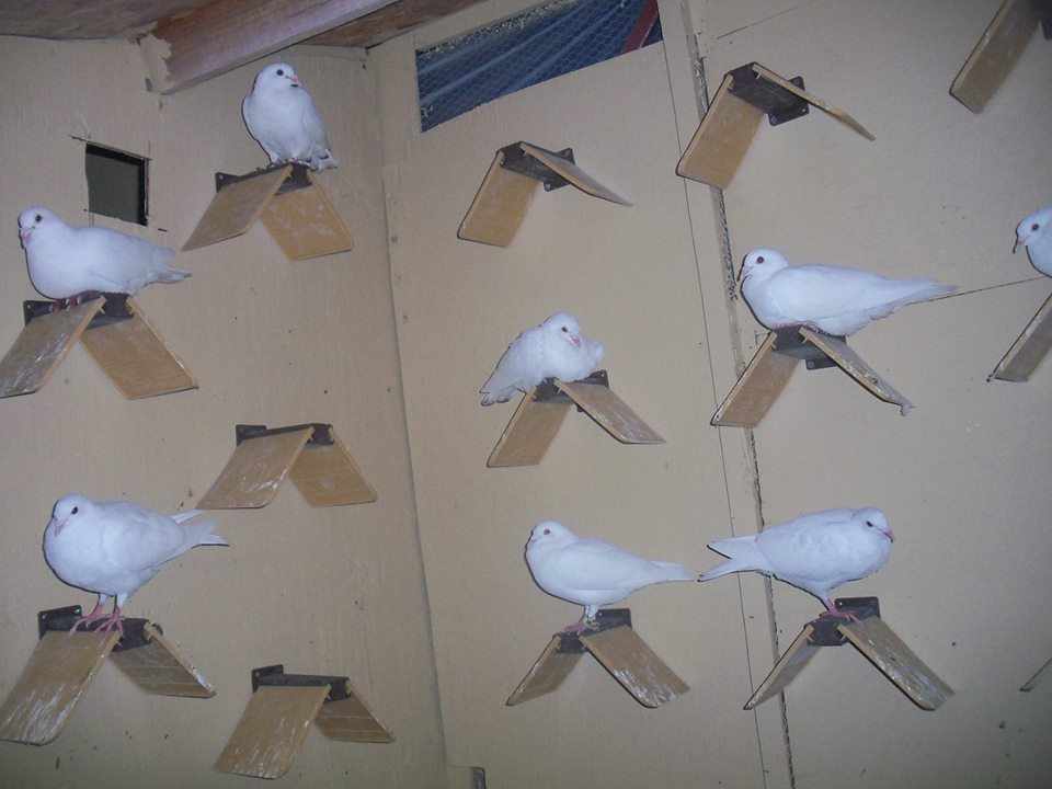 romeros-white-doves-loft-and-doves