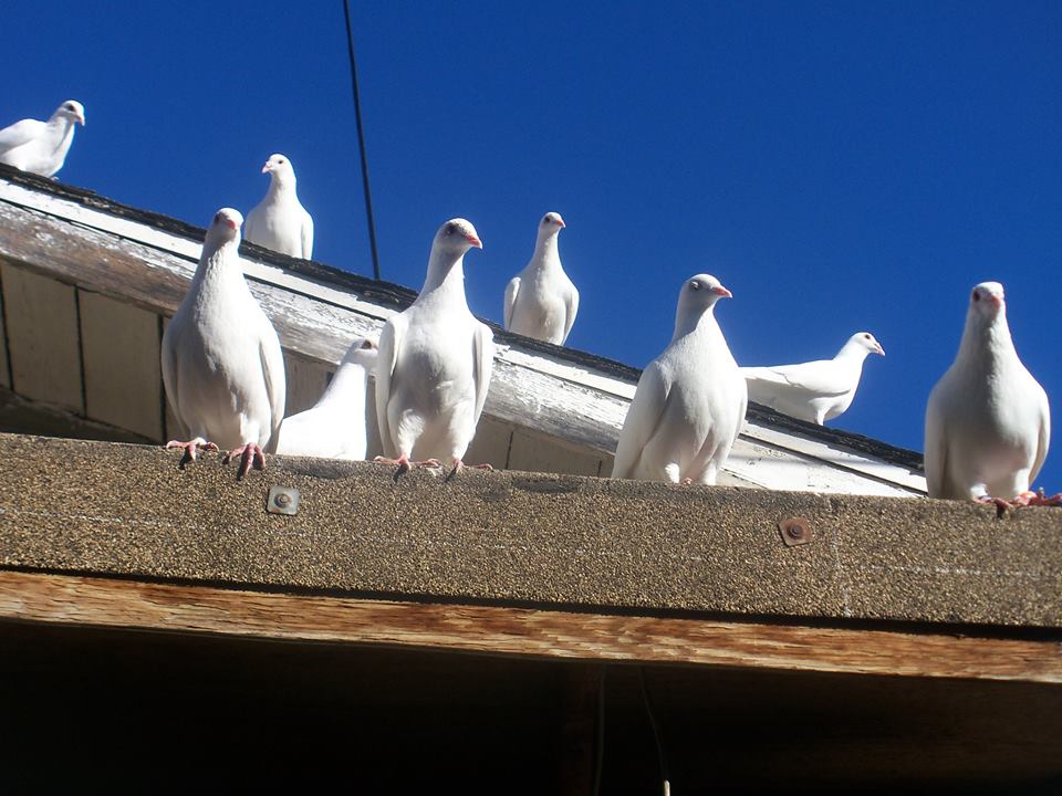 romeros-white-doves-loft
